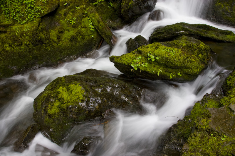 Moss Covered Rocks In Stream